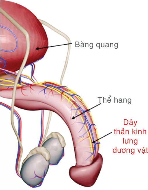 Kỹ thuật chặn dây thần kinh lưng dương vật